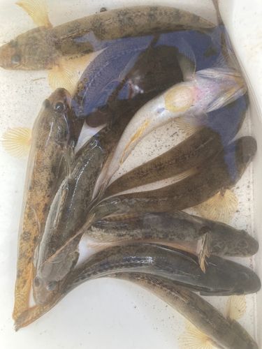 ハゼの釣果