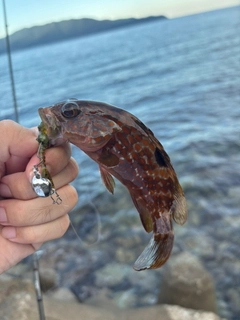キジハタの釣果