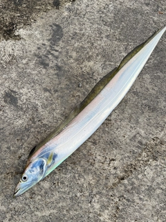 タチウオの釣果