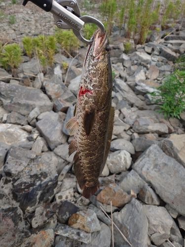 ブラックバスの釣果