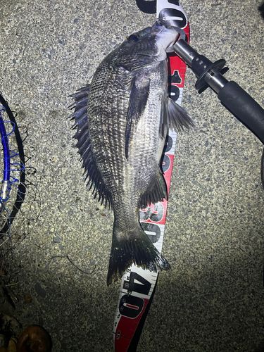 チヌの釣果