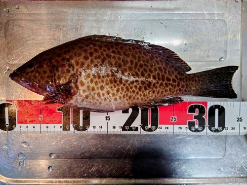 オオモンハタの釣果