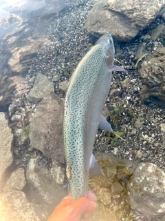 ニジマスの釣果