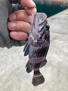 ソイの釣果