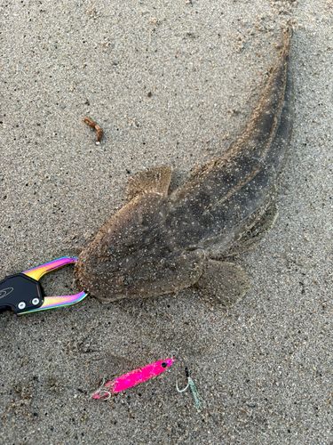 マゴチの釣果