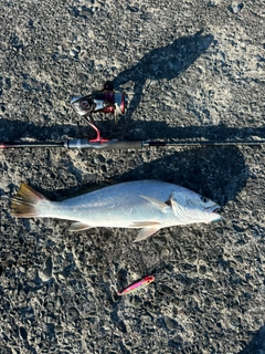 ニベの釣果