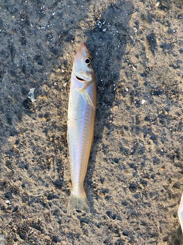 シロギスの釣果