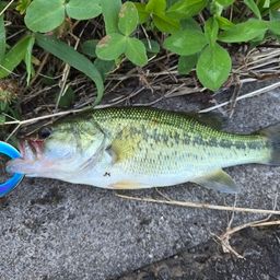 ラージマウスバス