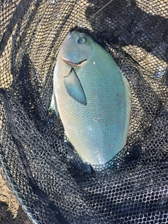 クロメジナの釣果