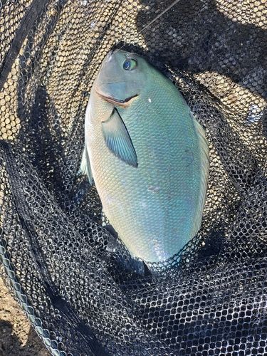 クロメジナの釣果
