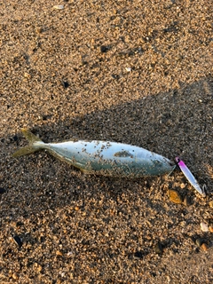 ワカシの釣果
