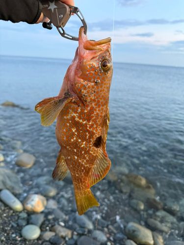 キジハタの釣果