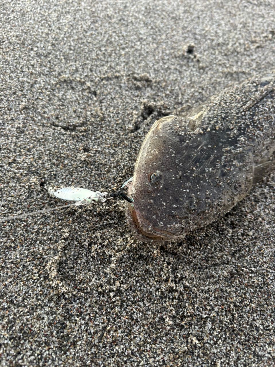 マゴチ
