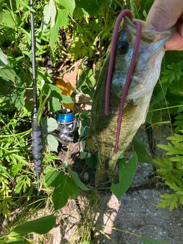 ブラックバスの釣果