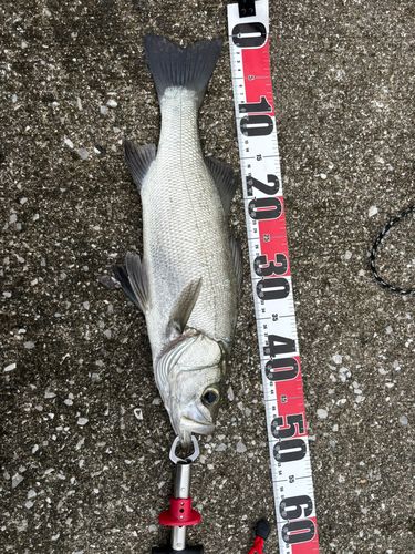 フッコ（ヒラスズキ）の釣果