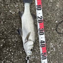 フッコ（ヒラスズキ）