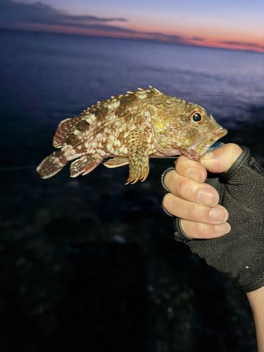 カサゴの釣果
