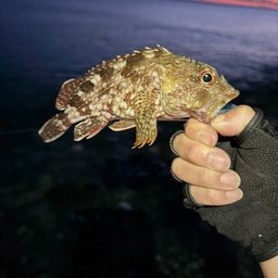カサゴ