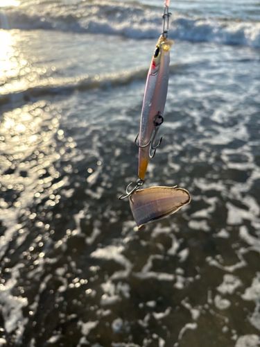 ウシノシタの釣果