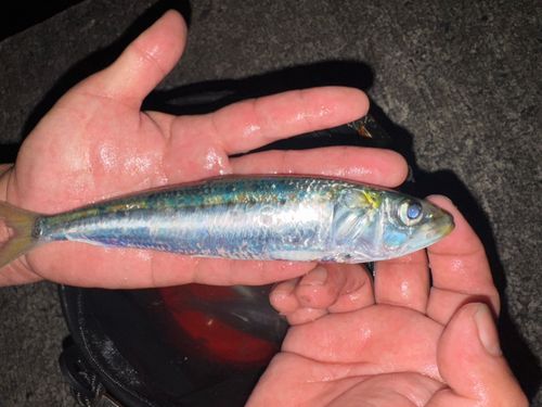 マイワシの釣果