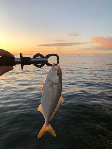 シオの釣果