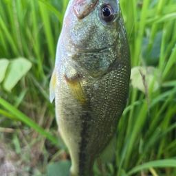 ラージマウスバス