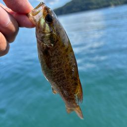 スモールマウスバス