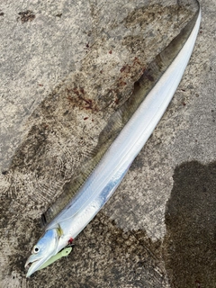 タチウオの釣果