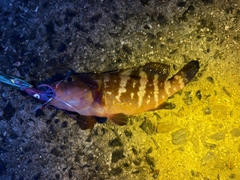 キジハタの釣果