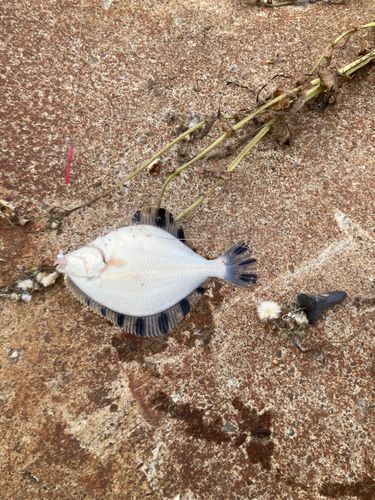 カワガレイの釣果