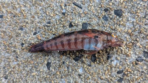 トラハゼの釣果