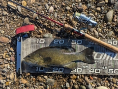 スモールマウスバスの釣果