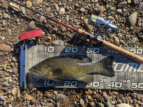 スモールマウスバスの釣果