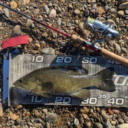 スモールマウスバス