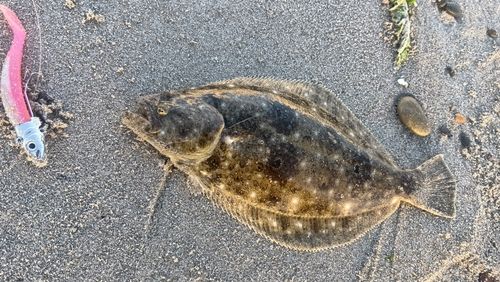 ソゲの釣果