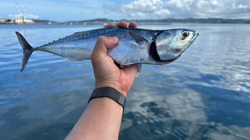 カツオの釣果