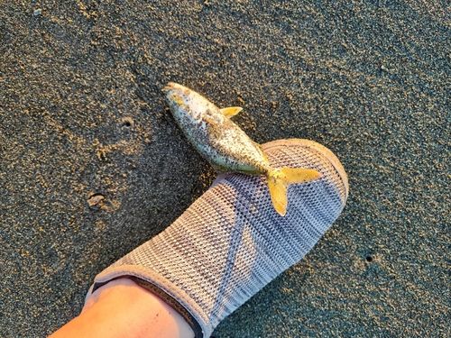 ワカシの釣果