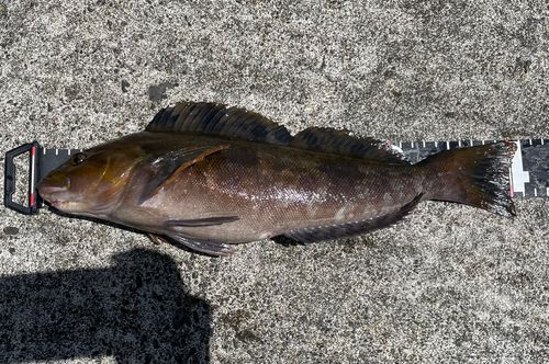 アイナメの釣果