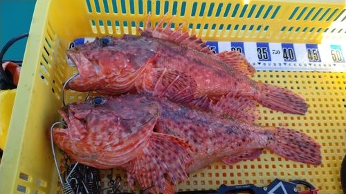 オニカサゴの釣果
