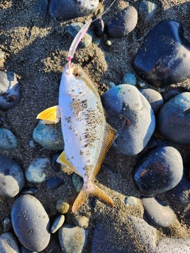 ショゴの釣果