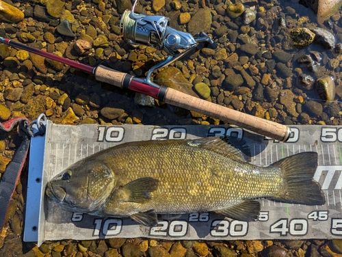 スモールマウスバスの釣果