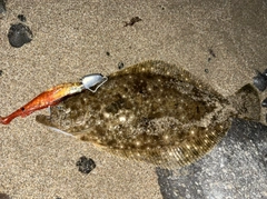 ソゲの釣果