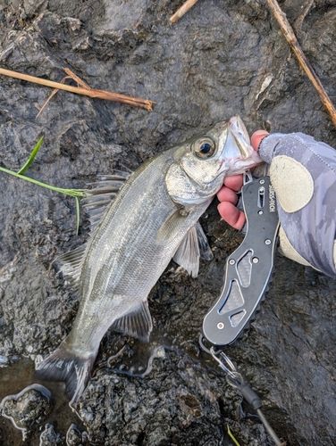 セイゴ（ヒラスズキ）の釣果