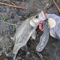 セイゴ（ヒラスズキ）