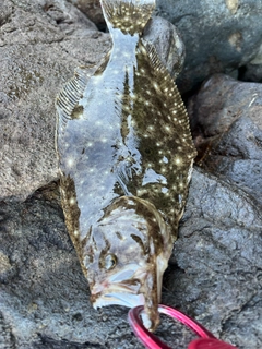 ソゲの釣果