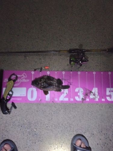 オウゴンムラソイの釣果