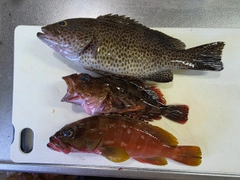 オオモンハタの釣果