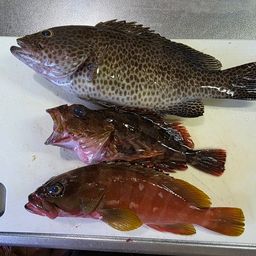オオモンハタ