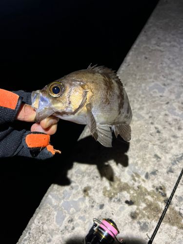 メバルの釣果