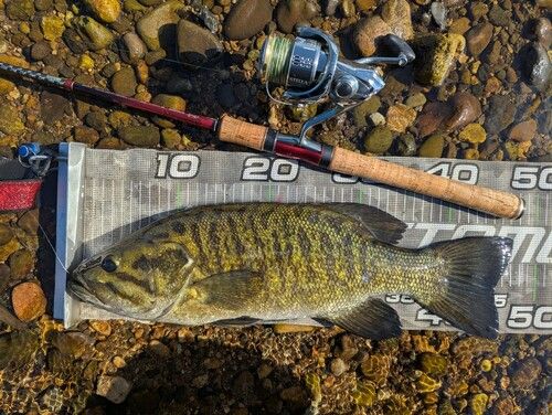 スモールマウスバスの釣果